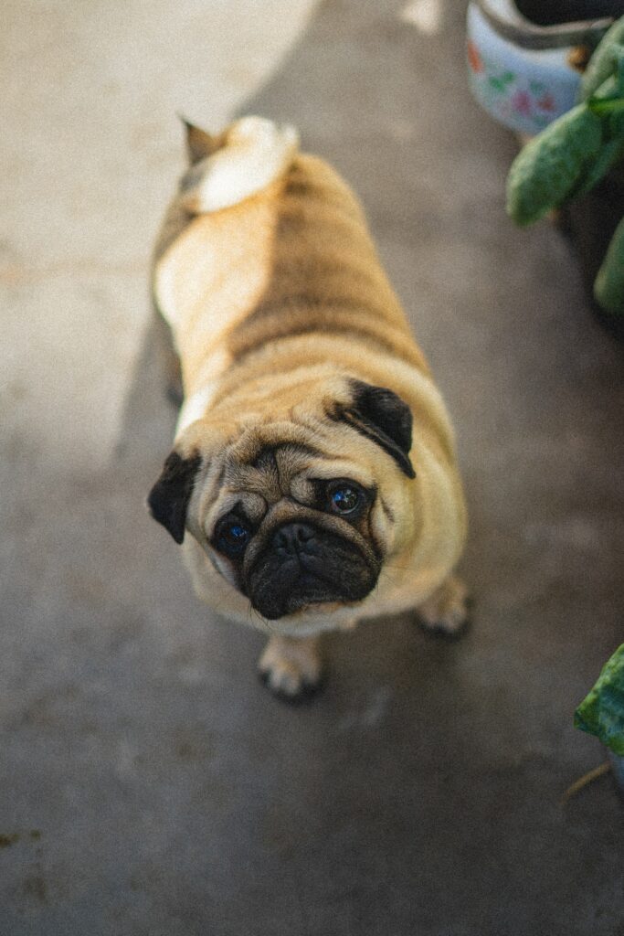 Aerial View of Adorable Pug Wallpaper – Cheerful Background