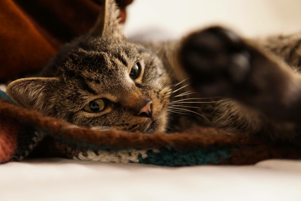 Whiskers and Wool: A Feline's Affectionate Gaze on a Cozy Crochet Sweater Wallpaper