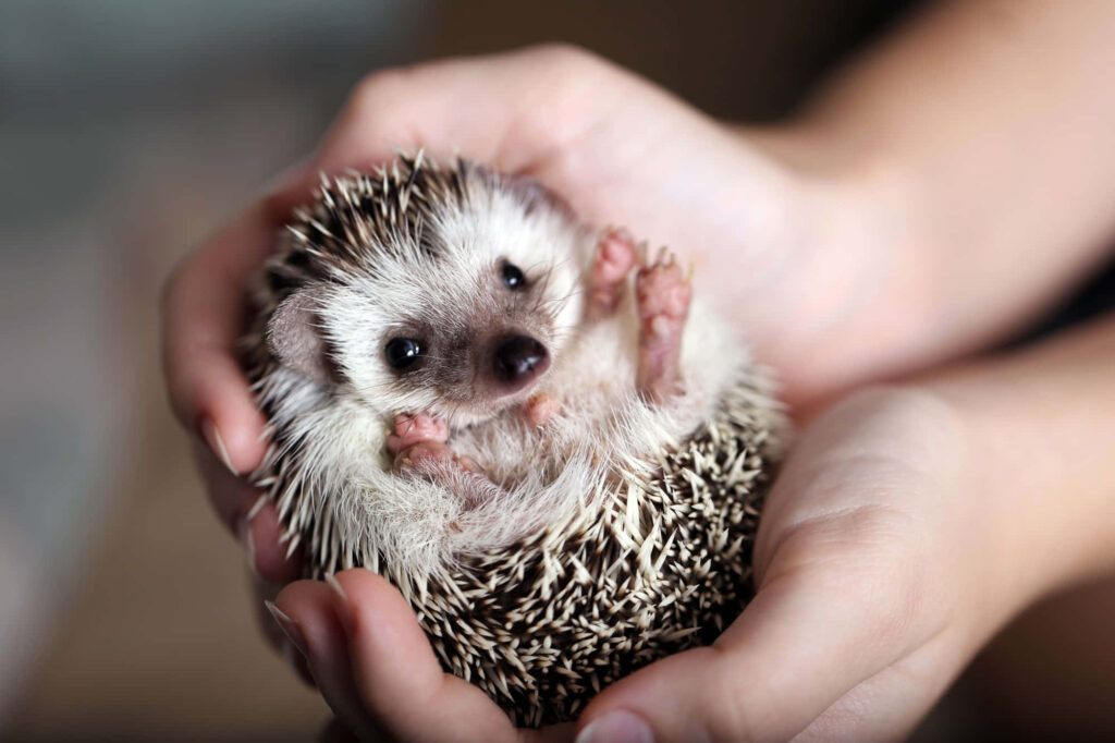Adorable African Pygmy Hedgehog Wallpaper: Snug in Gentle Hands