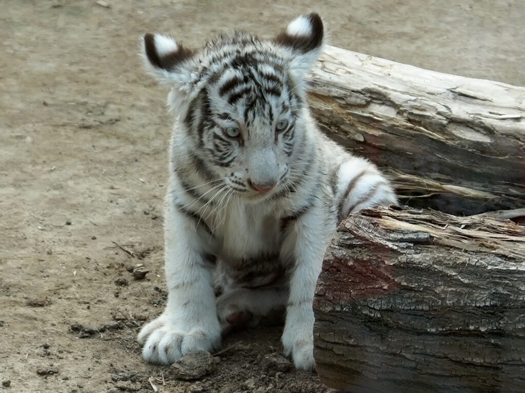 Adorable Albino Tiger Cub Wallpaper: Serene White Fur & Stripes