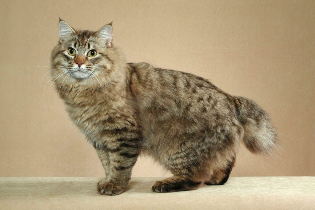 Adorable American Bobtail Cat Wallpaper: Striped Fur & Short Tail
