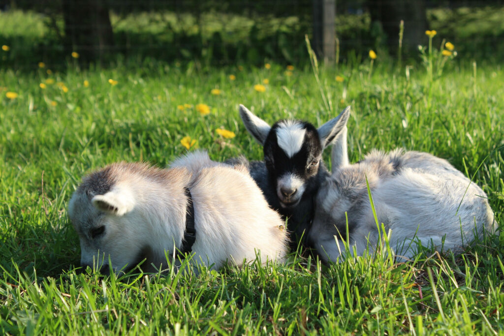 Adorable American Pygmy Goat Kids on Lush Green Field Wallpaper