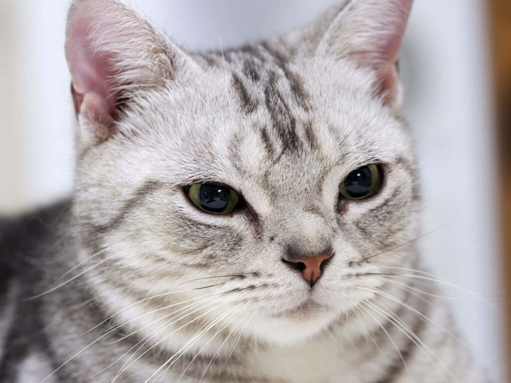 American Shorthair cat with soft silver fur lying peacefully showing gentle expressive eyes Wallpaper