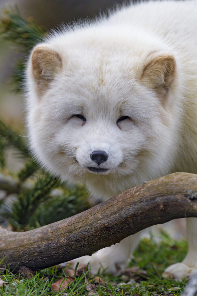 Adorable Arctic Fox Close-Up Wallpaper - Captivating Wildlife Beauty