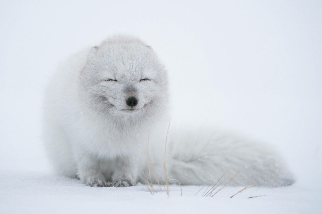 Adorable Arctic Fox Wallpaper: Serene Snowy Landscape Background