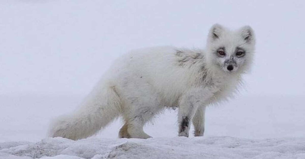 Adorable Arctic Fox Wallpaper: Serene Snowy Landscape Background
