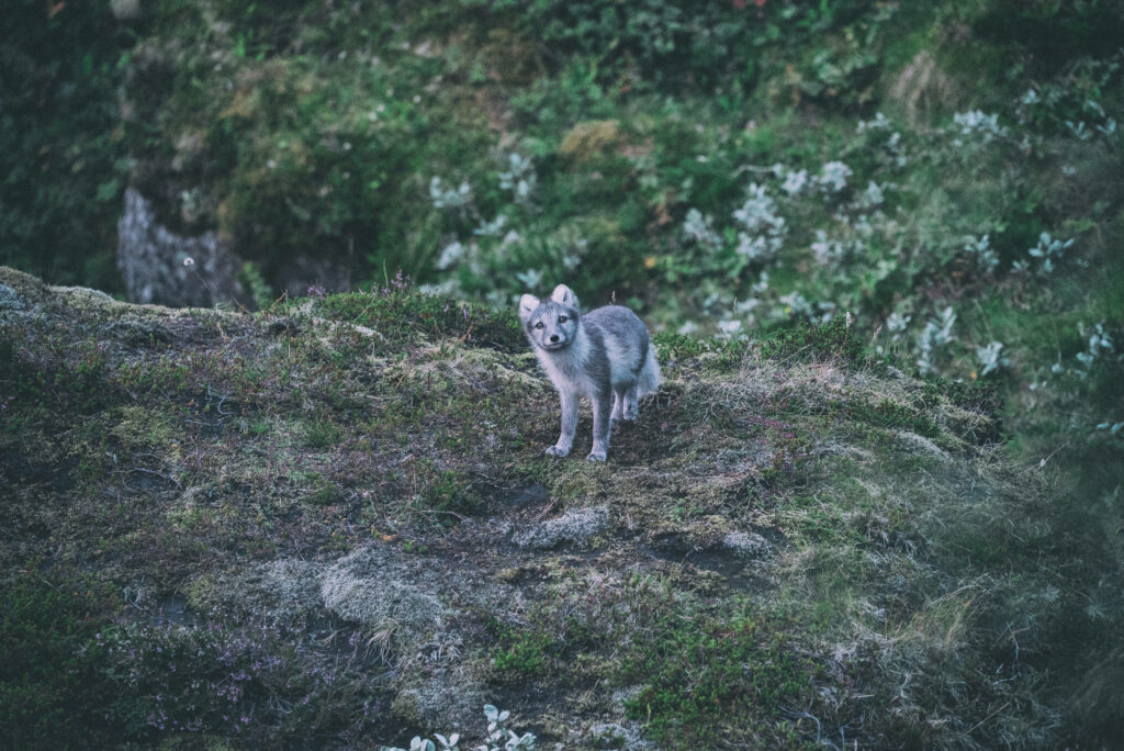 Adorable Grey & White Arctic Fox on Mossy Rocky Terrain Background Wallpaper