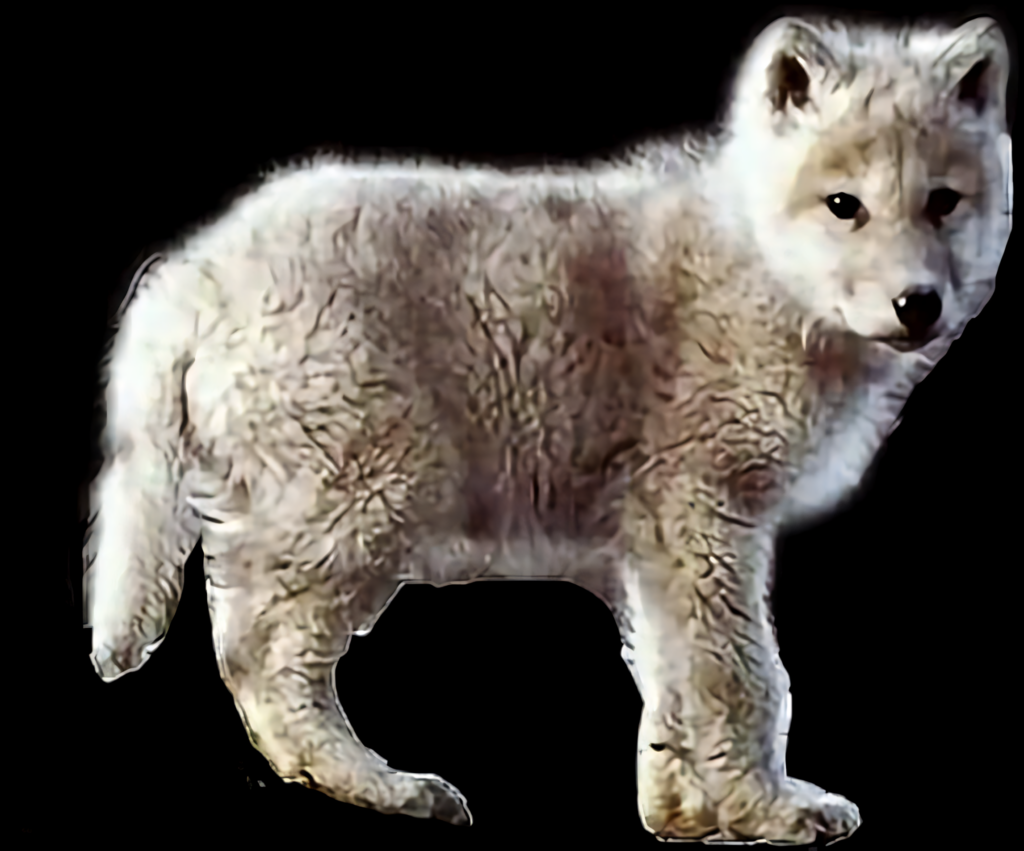 Charming Arctic Wolf Cub Wallpaper on Dark Background