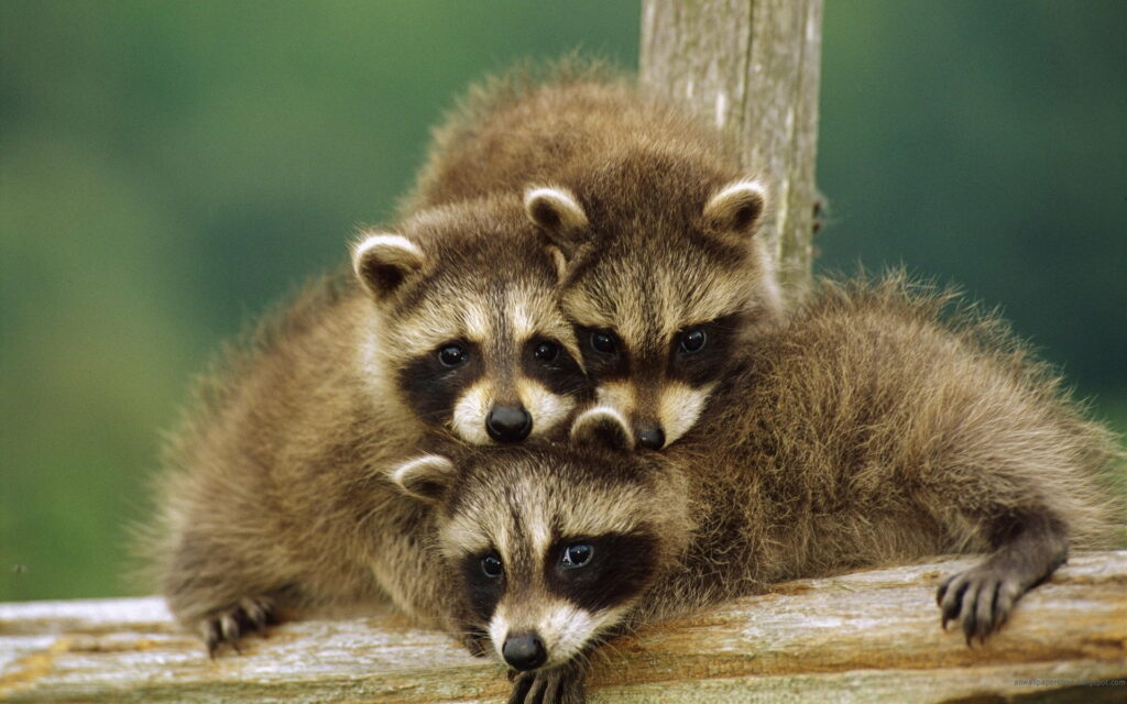 Three baby raccoons snuggling on a rustic log in natural light with a soft forest background Wallpaper