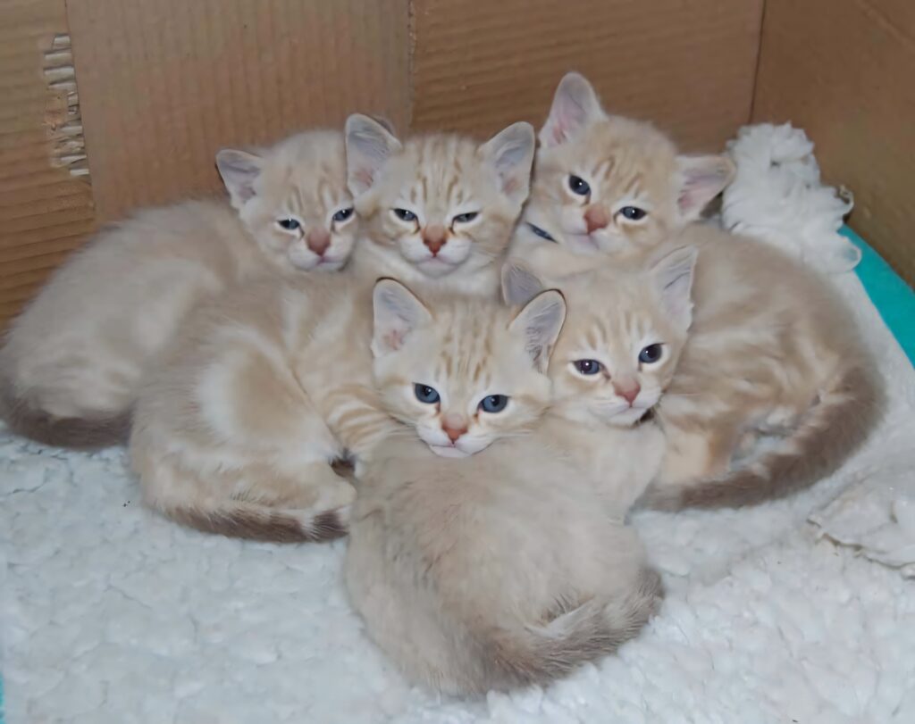 Australian Mist kittens cuddling on soft blanket peaceful heartwarming wallpaper background