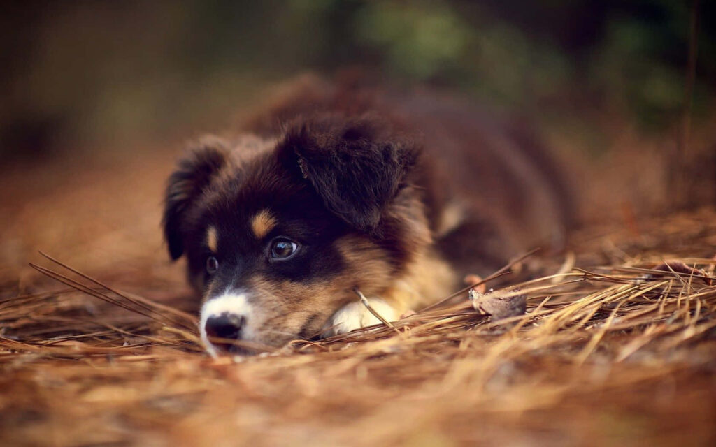 Australian Shepherd puppy resting on soft pine needles peaceful nature wallpaper background