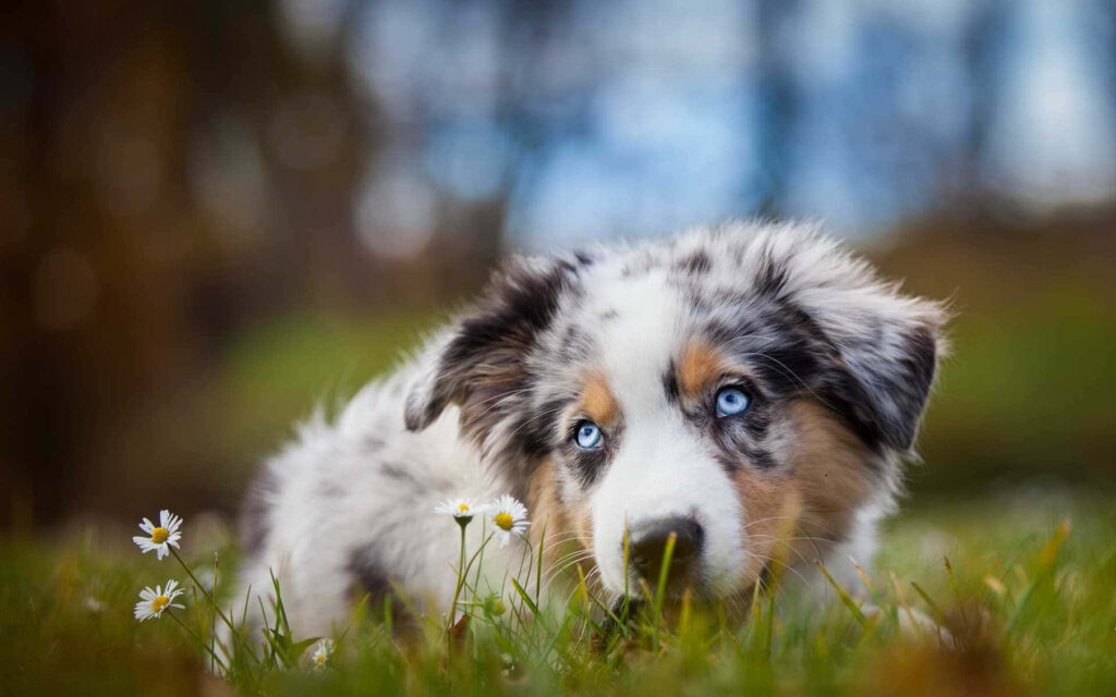 Adorable Australian Shepherd on Lush Green Spring Field Wallpaper