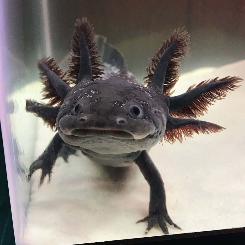 Charming Black Axolotl Wallpaper with Feathery Gills & Underwater Scene