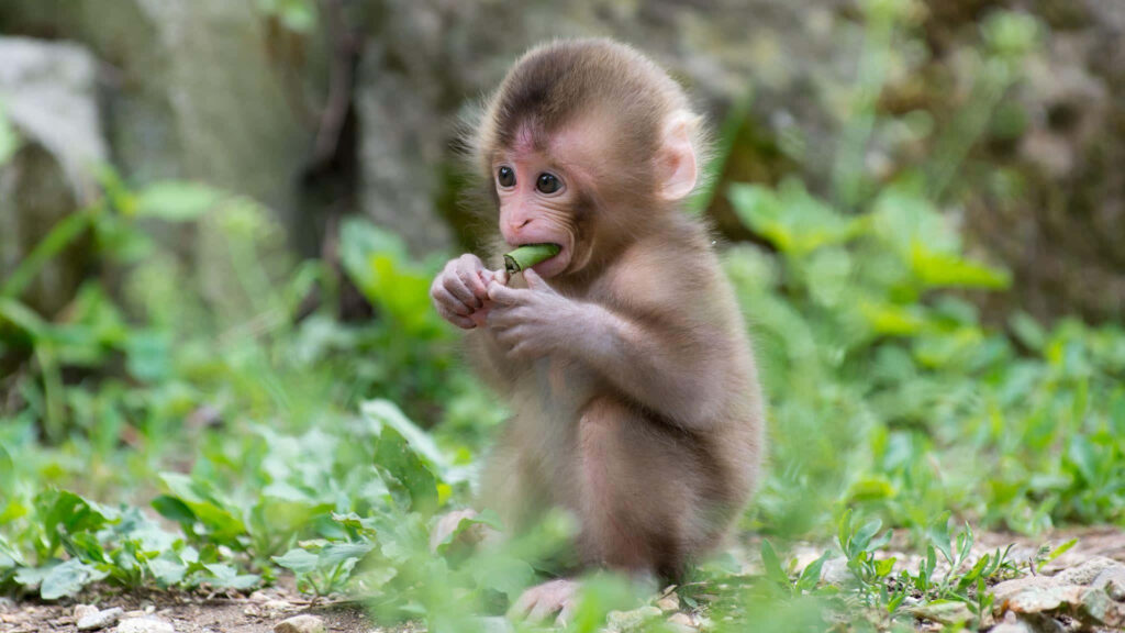 Adorable Baby Bonnet Monkey Enjoying a Leaf Feast Wallpaper