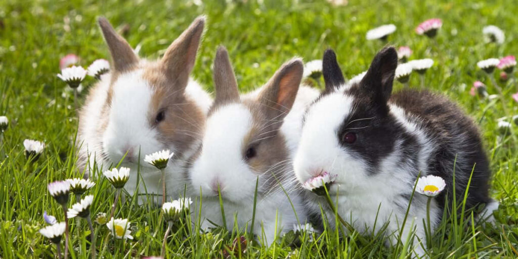 Adorable Baby Bunnies in a Serene Meadow - Springtime Wallpaper