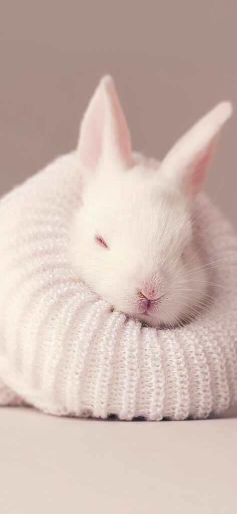 Adorable Baby Bunny Sleeping on Soft Knitted Blanket Wallpaper