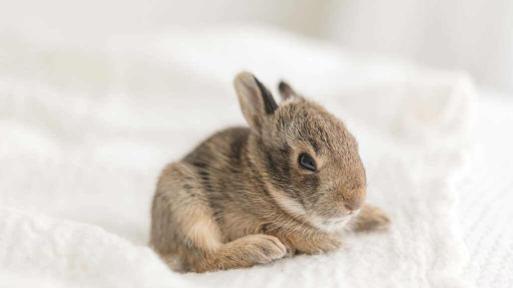 Adorable Baby Bunny on Soft White Background – Cozy Wallpaper Design