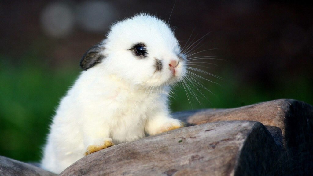 Charming Baby Bunny on Tree Trunk – Serene Nature Wallpaper