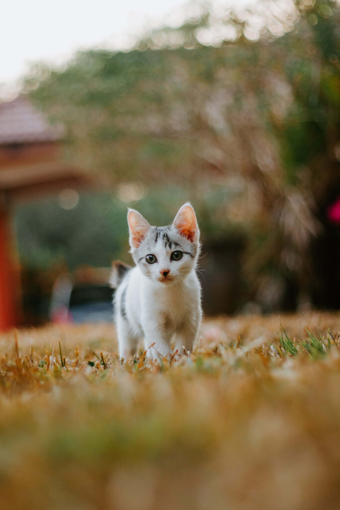 Adorable Baby Cat in Serene Field - Cute Wallpaper Background