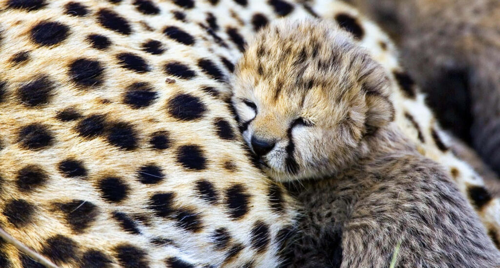 Adorable Baby Cheetah Snuggling with Mother – Heartwarming Wild Scene Wallpaper