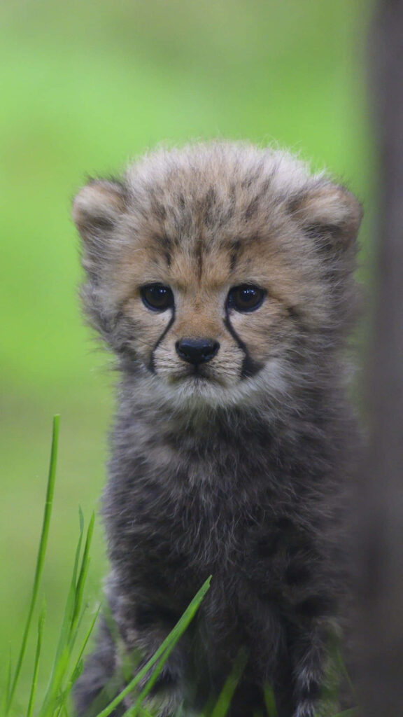 Adorable Baby Cheetah Wallpaper: Fierce Expression, Serene Green Background