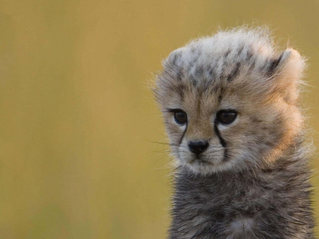 Adorable Baby Cheetah Wallpaper: Fluffy Cub in Natural Background