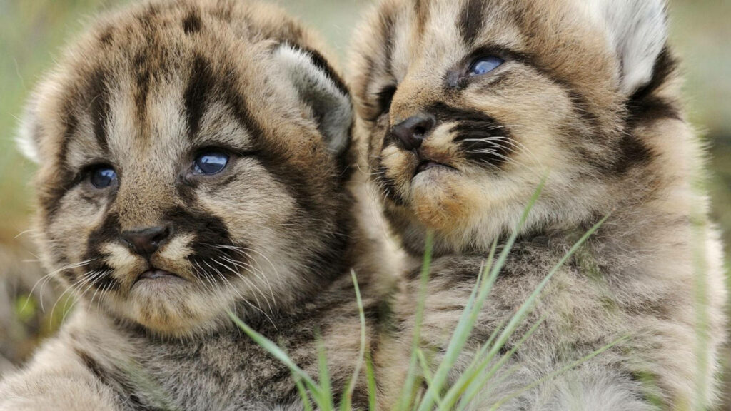 Adorable Baby Cheetahs Snuggled in Green Grass - Heartwarming Wallpaper