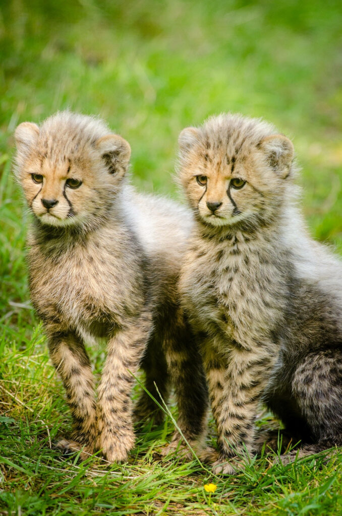 Adorable Baby Cheetahs on Grass - Cute Wildlife Wallpaper