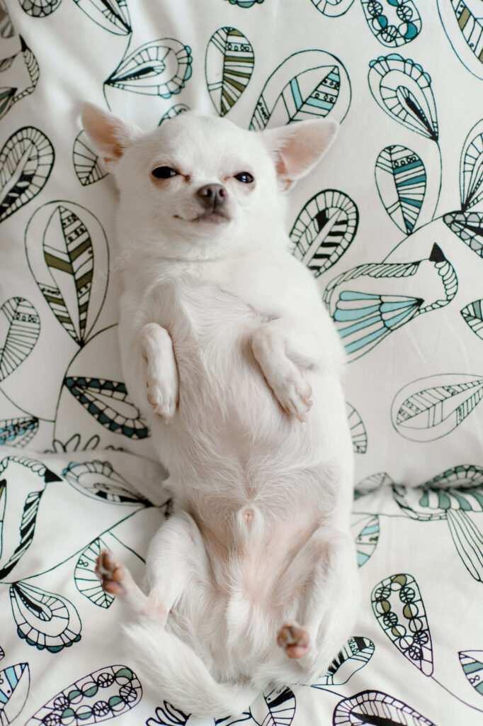 Adorable Baby Chihuahua on Colorful Abstract Wallpaper Design