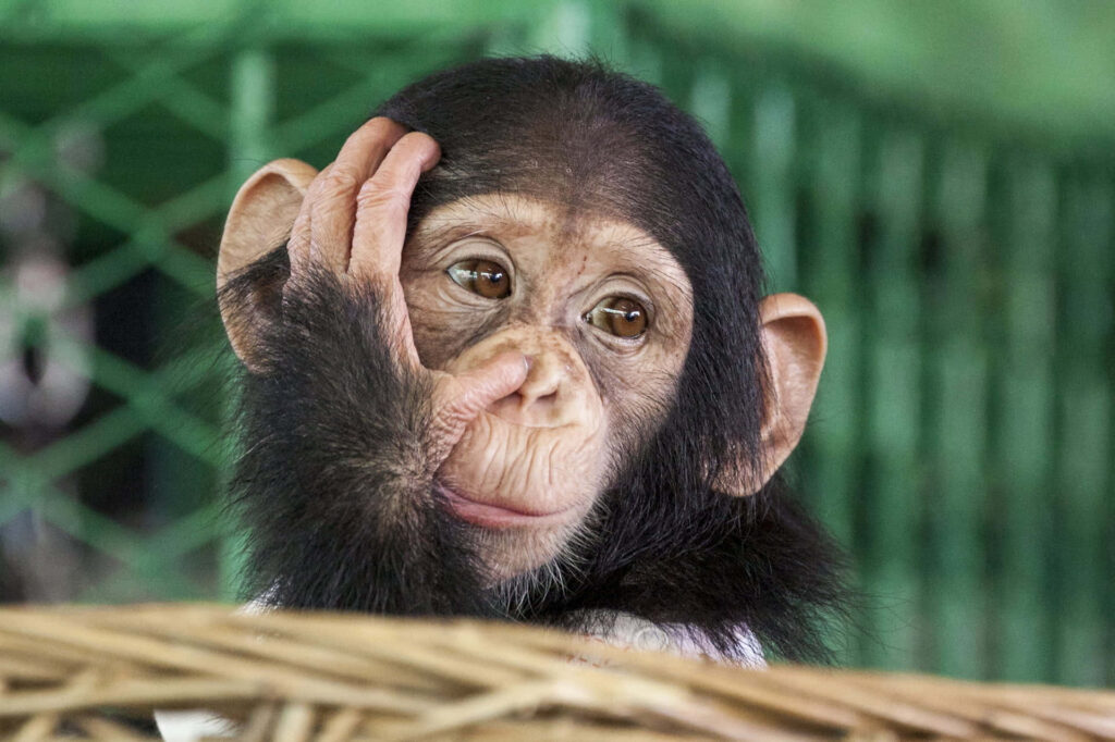 Charming Baby Chimp Wallpaper: Thoughtful & Adorable in Green