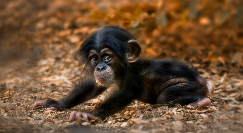 Cute baby chimpanzee with soft dark fur lying on autumn leaves high resolution wallpaper