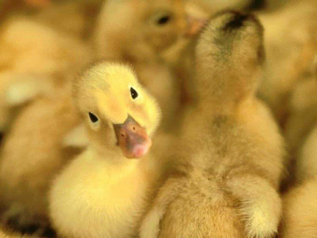 Adorable Baby Duck Wallpaper: Fluffy Yellow Feathers & Heartwarming Scene