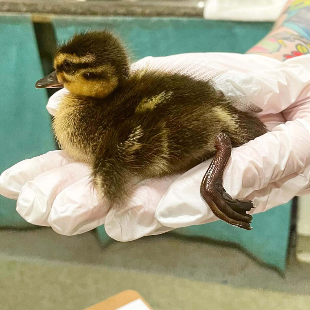 Adorable Baby Duckling Cradled in Gloved Hand - Gentle Care Wallpaper