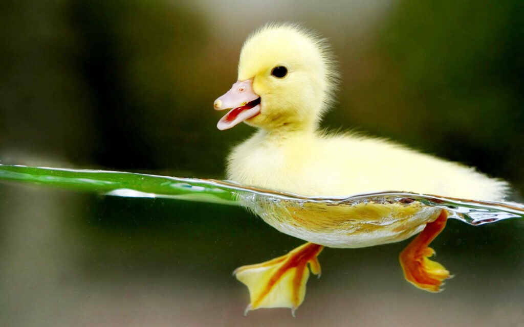 Adorable Baby Duckling Swimming Wallpaper for Your Device Background