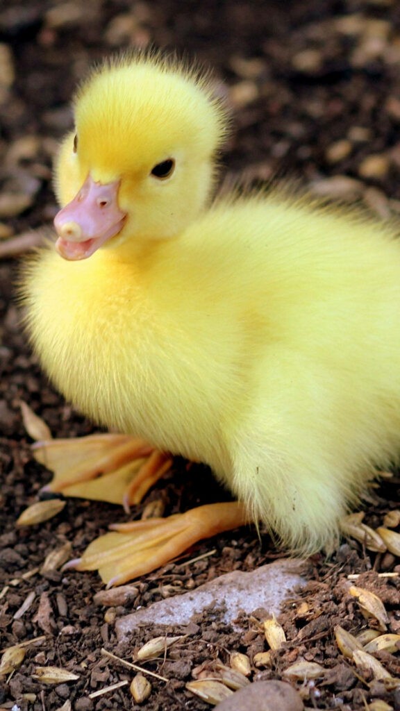Fluffy Baby Duckling Wallpaper: Cute Nature Background for Screens