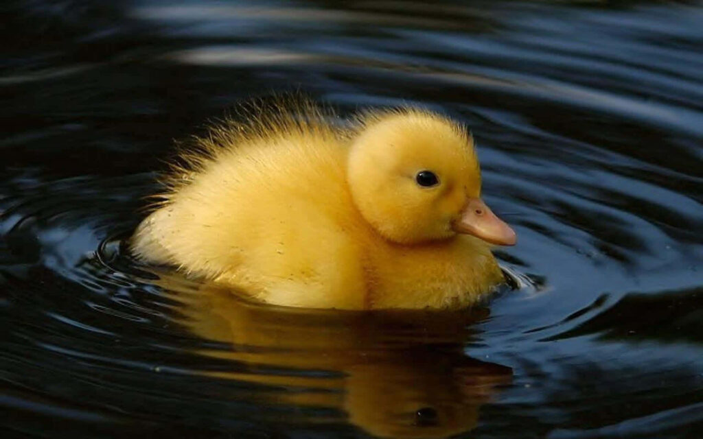 Serene Baby Duckling Floating on Dark Water - Nature Wallpaper