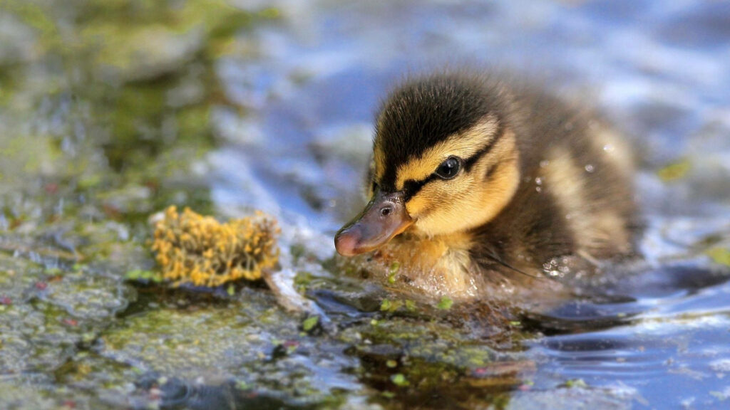Adorable Baby Duckling in Shimmering Water - Springtime Wallpaper
