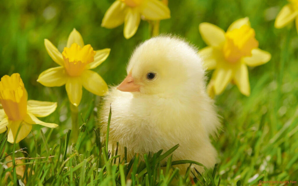 Adorable Baby Duckling in Lush Grass with Daffodils - Spring Background Wallpaper