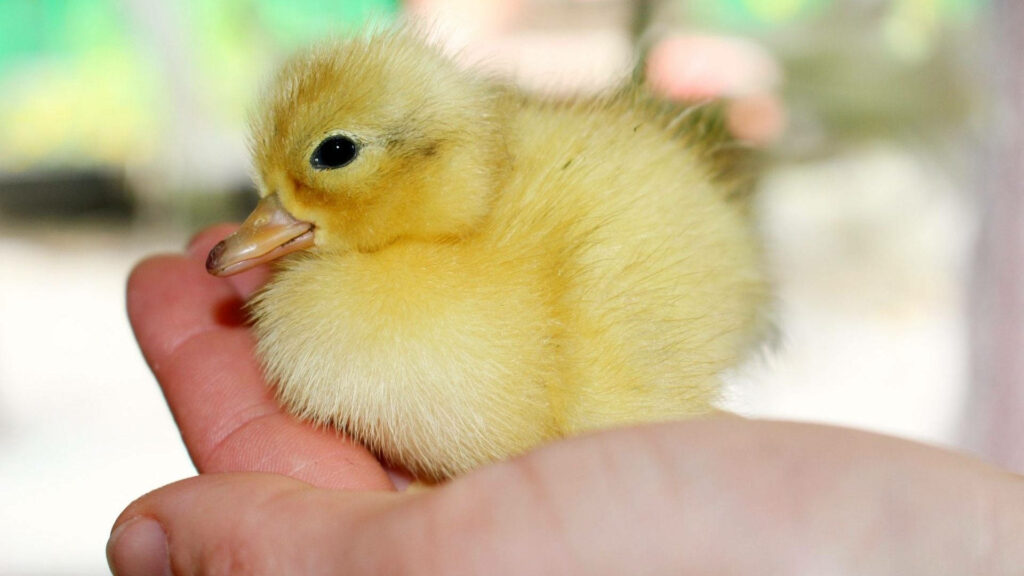 Adorable Yellow Duckling on Palm: Soft Feathers & Nature Background Wallpaper