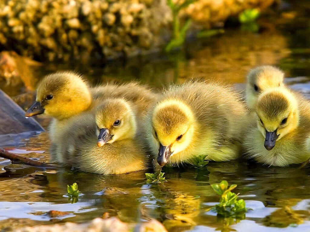 Adorable Baby Ducklings Swimming in Serene Pond - Nature Wallpaper