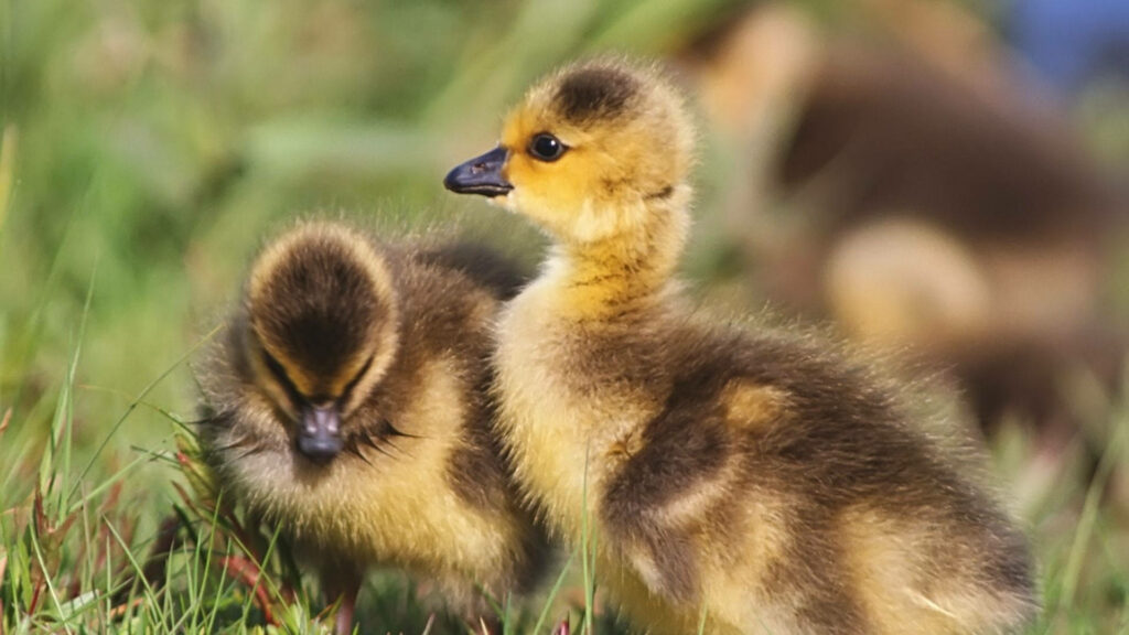 Adorable Baby Ducks in Sunlight - Serene Green Grassy Background Wallpaper
