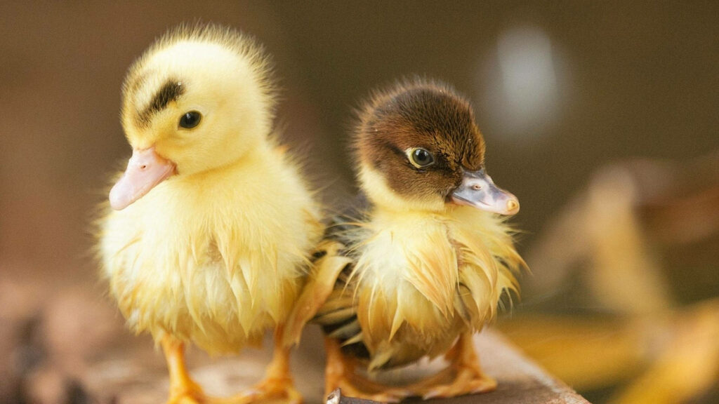 Adorable Baby Ducks Wallpaper: Cute Fluffy Feathers Background