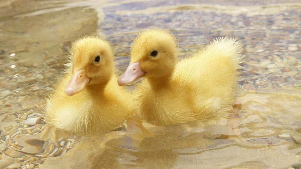 Charming Baby Ducks Wallpaper: Serene Nature Background