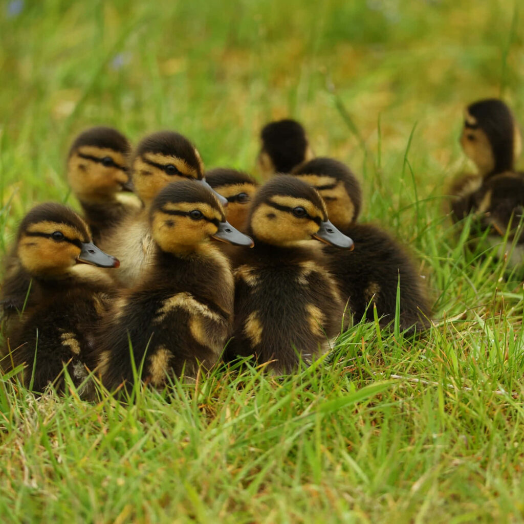 Adorable Baby Ducks Nestled in Lush Grass - Nature's Tranquility Wallpaper