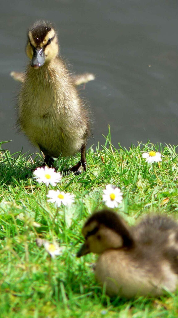Adorable Baby Ducks by Serene Lake - Charming Nature Wallpaper