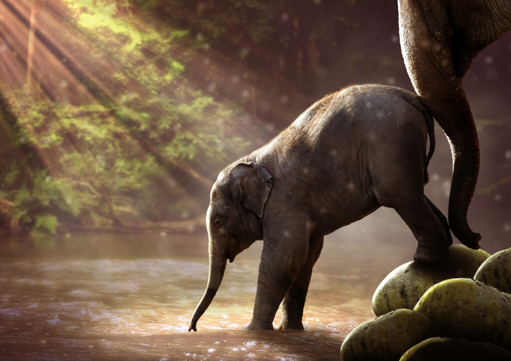 Heartwarming Baby Elephant Wallpaper: Serene River Scene