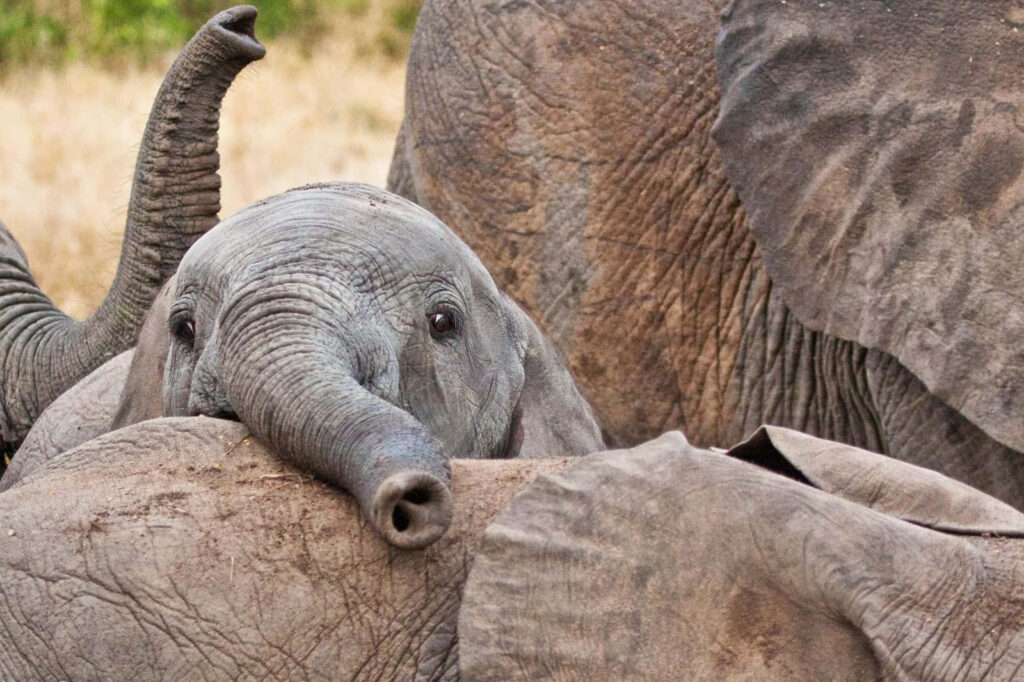 Curious Baby Elephant Peeking Through Herd - Heartwarming Nature Wallpaper