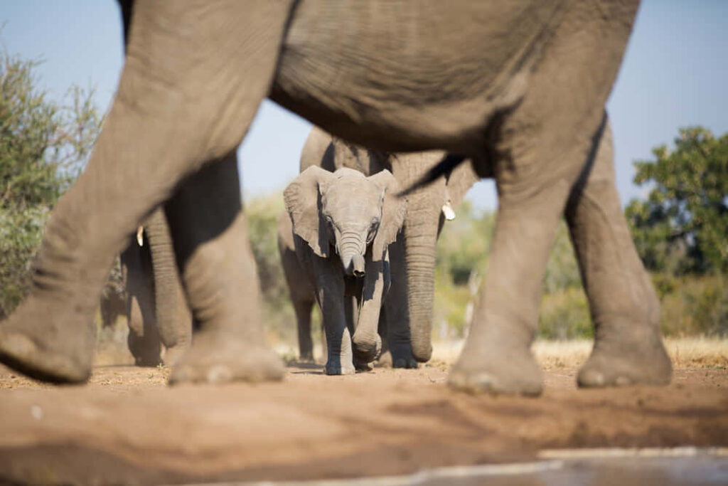 Serene Baby Elephant Amongst Herd: Peaceful Nature Background Wallpaper