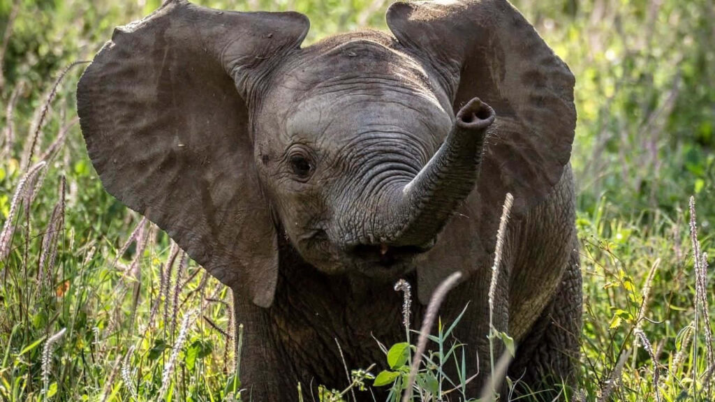 Charming Baby Elephant Exploring Lush Green Background with Flowers Wallpaper