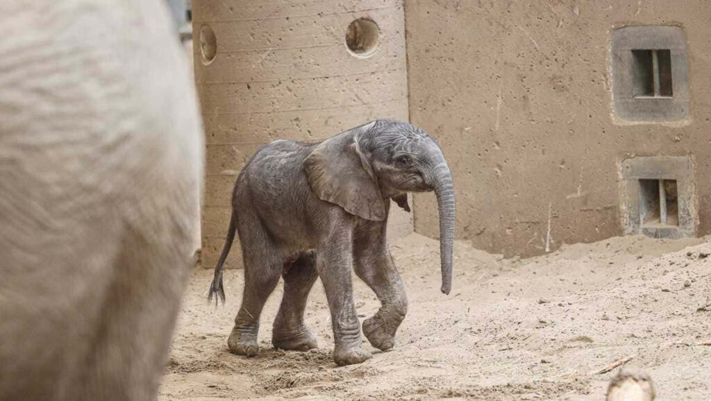Charming Baby Elephant on Sandy Ground - Serene Wallpaper Background